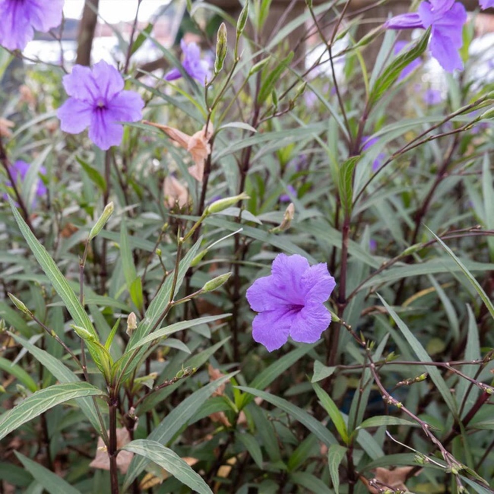 10+ extras free! Mexican Petunia Tall - Ruellia live bare rooted plants!  Hardy! - Picture 4 of 6